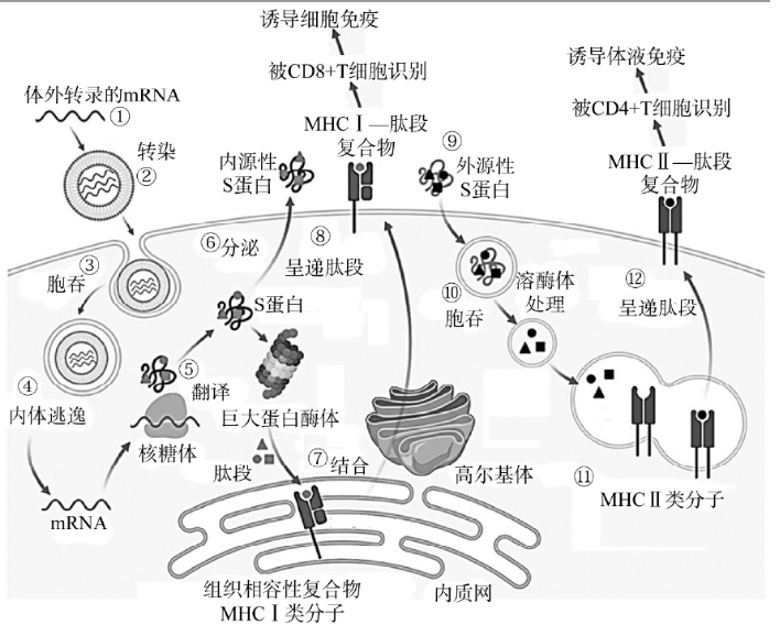 第二種為維甲酸誘導基因i(rig-i)樣受體,位於絕大多數細胞的細胞質中.