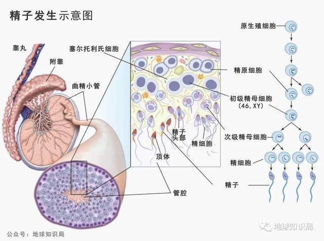 精子危機,男性不孕不育怎麼這麼多?| 地球知識局_過程_生殖_女性