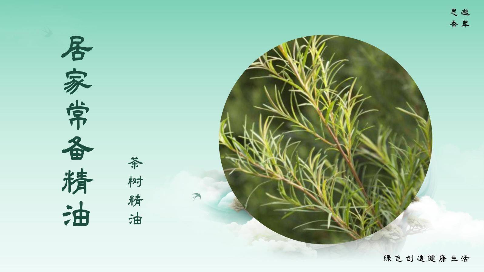 4居家常備精油——茶樹_皮膚_消炎_痘痘