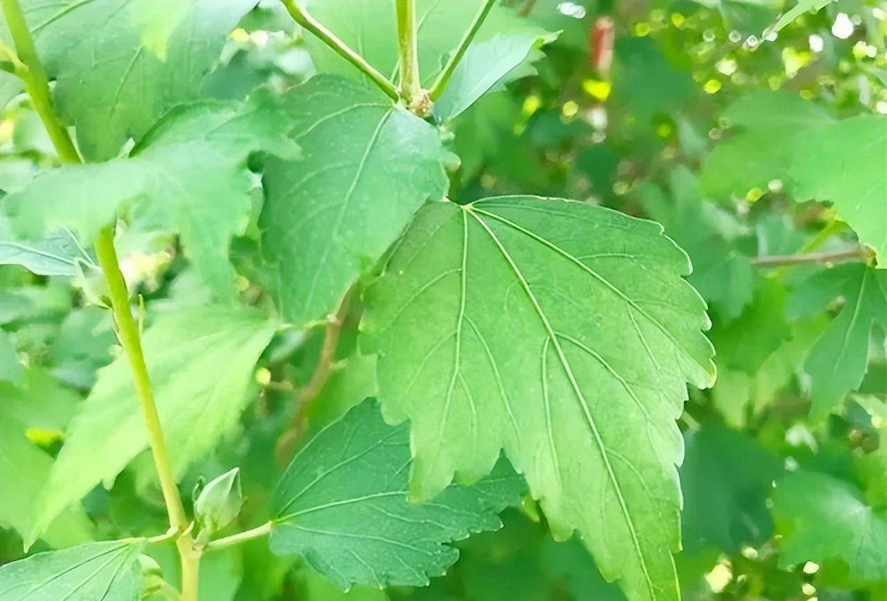 抹豬油抹香料都能忍,看到最後這個忍不住想吐_洗頭_曹操_表面