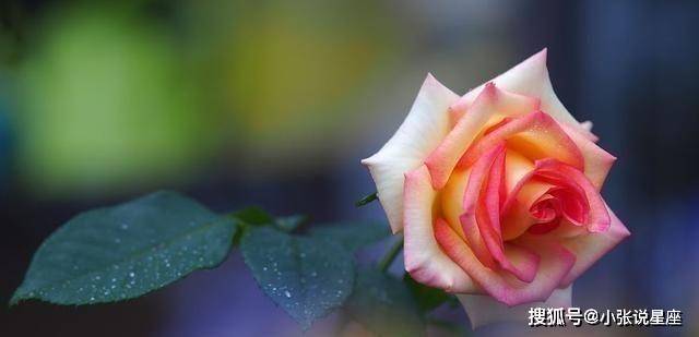 7天后,琴瑟和鸣,痴迷爱情,情投意合,花开满天的3星座_生活_主动_本性