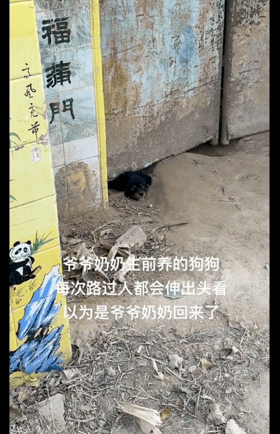 爷爷奶奶都先后去世,狗狗仍不愿离开老房子,每天趴在门口下等主人! 爷爷奶奶都先后去世,狗狗仍不愿离开老房子,每天趴在门口下等主人!