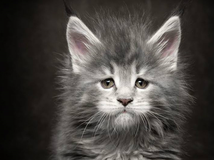 威严与可爱并存的缅因猫:威严起来是山中大王,可爱起来又萌死人_熊猫