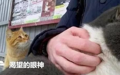 小伙路边撸猫，一只橘猫跑过来，眼神疯狂暗示：我等着呢 