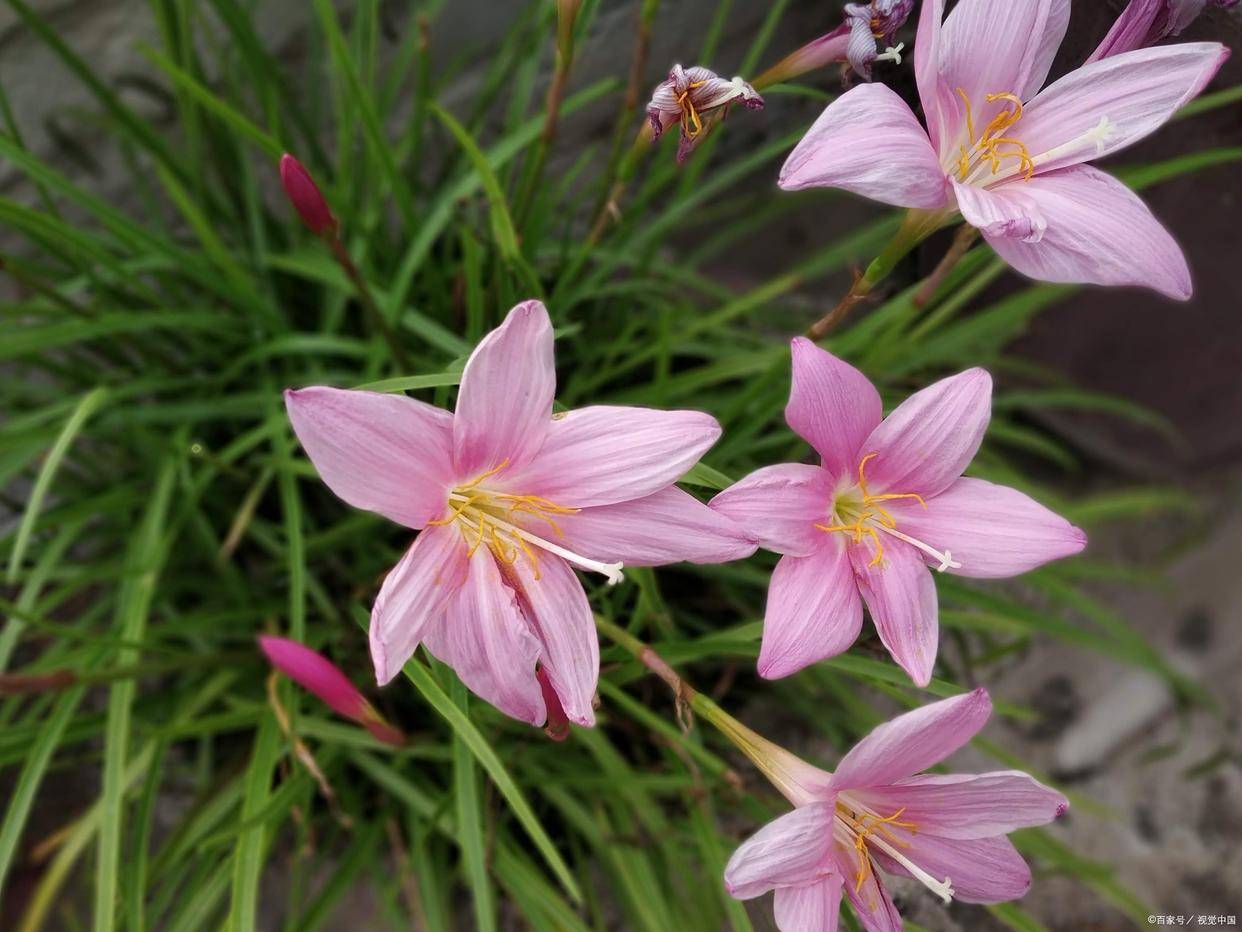 13种湛江公园常见开花植物,你还不会种花吗_花朵_是一种_花卉