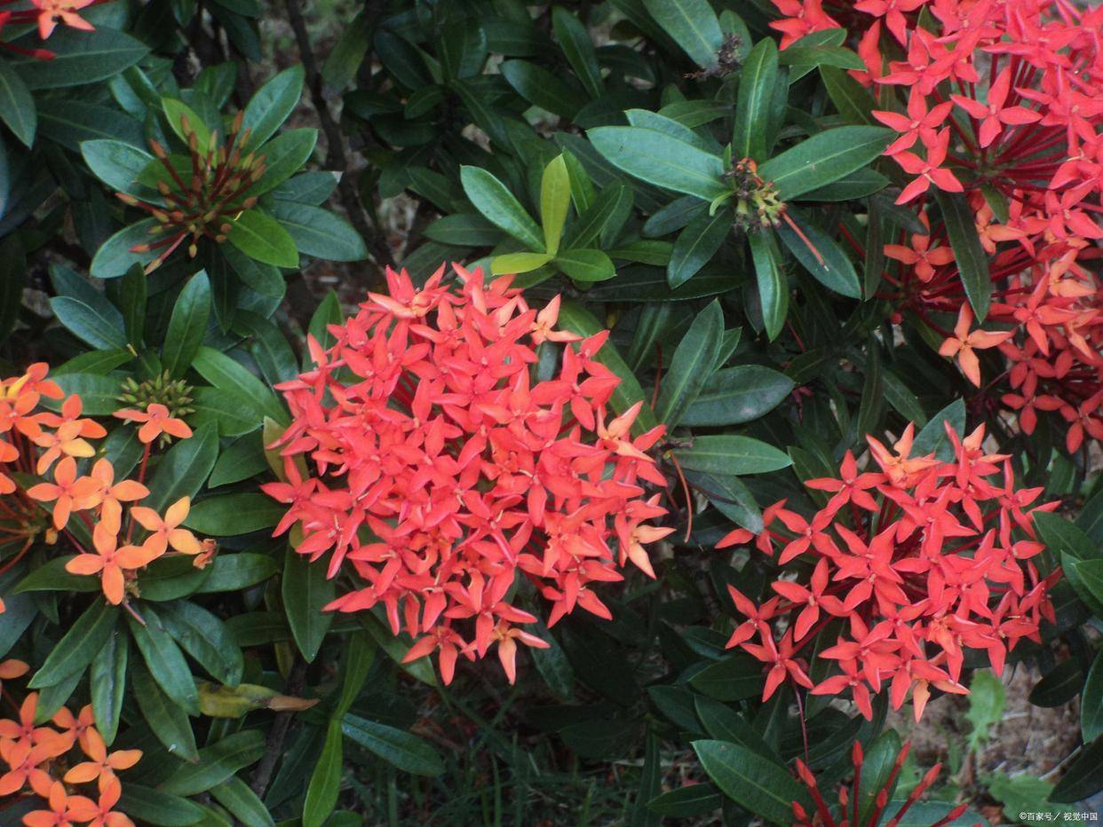 13种湛江公园常见开花植物,你还不会种花吗_花朵_是一种_花卉