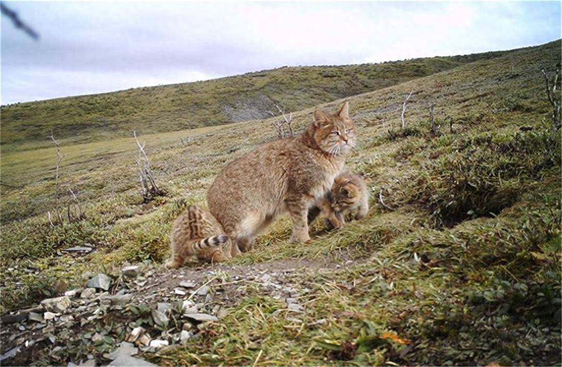 四川黑水发现“草猞猁”，耳朵长有天线，冬季会进村盗食家禽(图5)