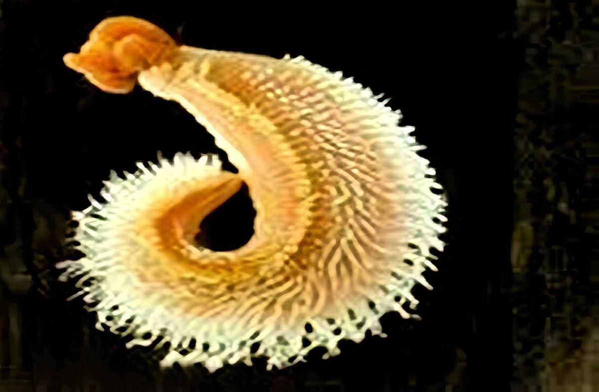庞贝蠕虫图片