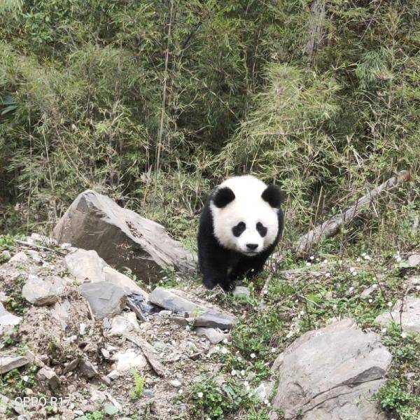 "藏族男孩的父亲泽良乓告诉记者,"熊猫也不怕人,但是我们有点怕它们.