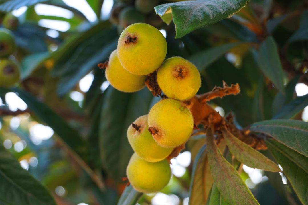 南京5月水果采摘地图,快收藏!