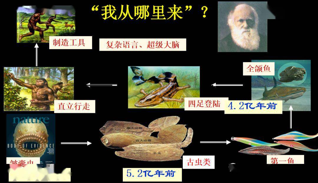 好在繼達爾文之後,一位叫孟德爾的生物學家通過豌豆實驗創立了顆粒