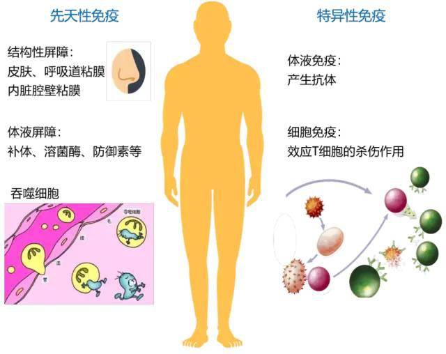 【卫生健康宣传周】2020全民营养周——合理膳食 免疫基石