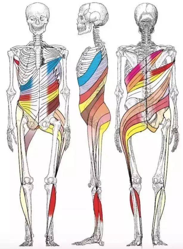 这意味着,在同等"输出"的动作中,螺旋式的动作将动用最小的局部肌肉