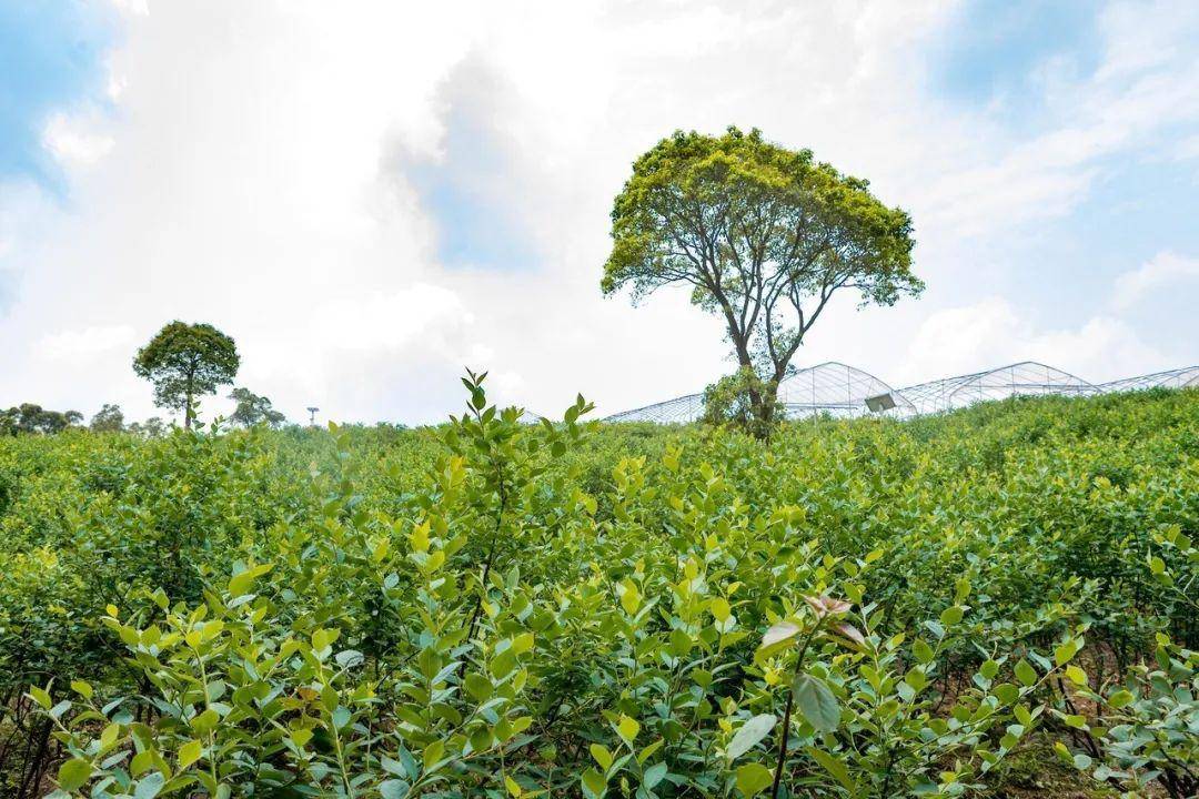 300000㎡蓝莓熟了!门票免费送,还能拍片,住悬崖民宿,看星空!