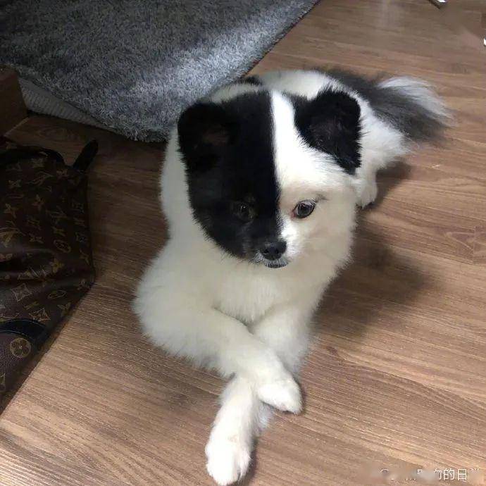 阴阳双面狗帅炸