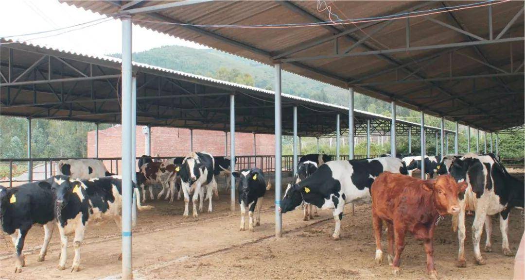 夏养肉牛,防暑降温要把好这三关!_牛舍