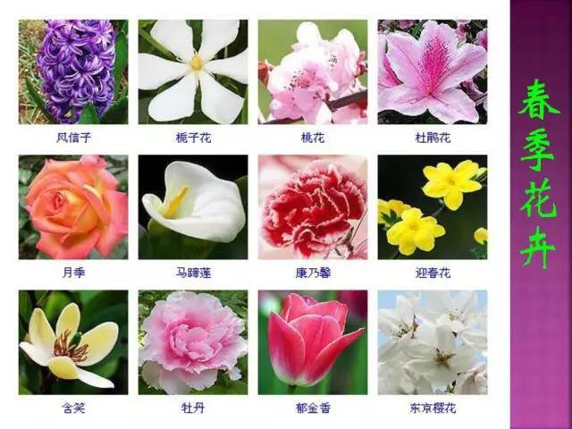 花艺师不能错过的花卉植物图谱