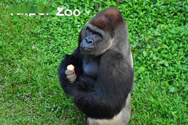 金刚猩猩有室友黑猩猩却没有? 动物园揭密:性情大不相同