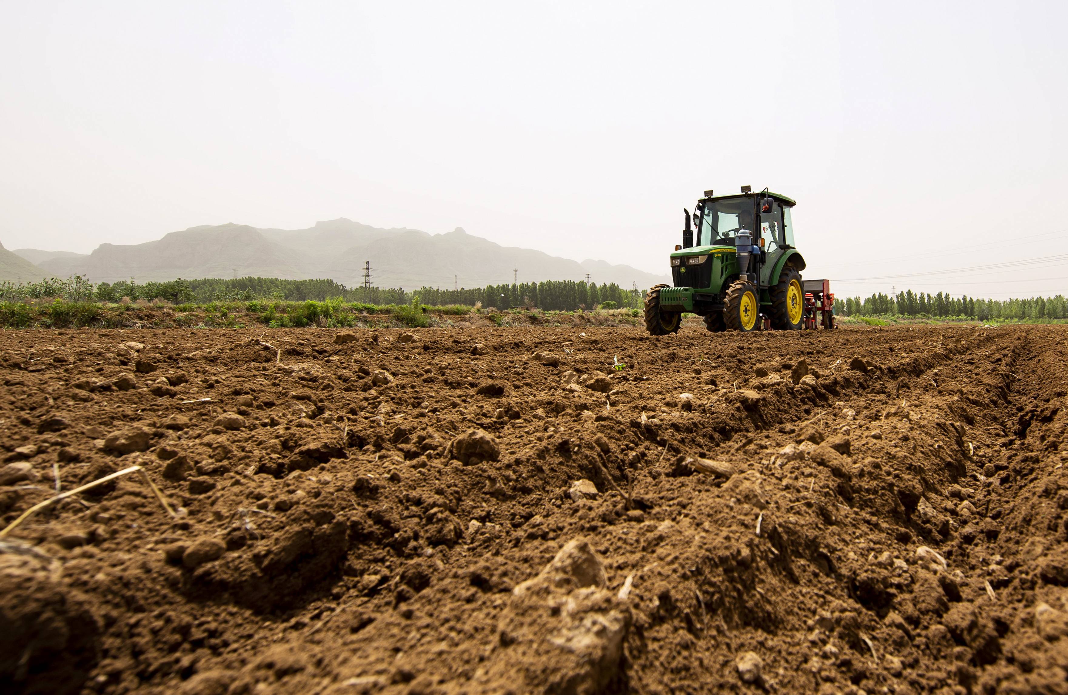 河北武安播种谷子