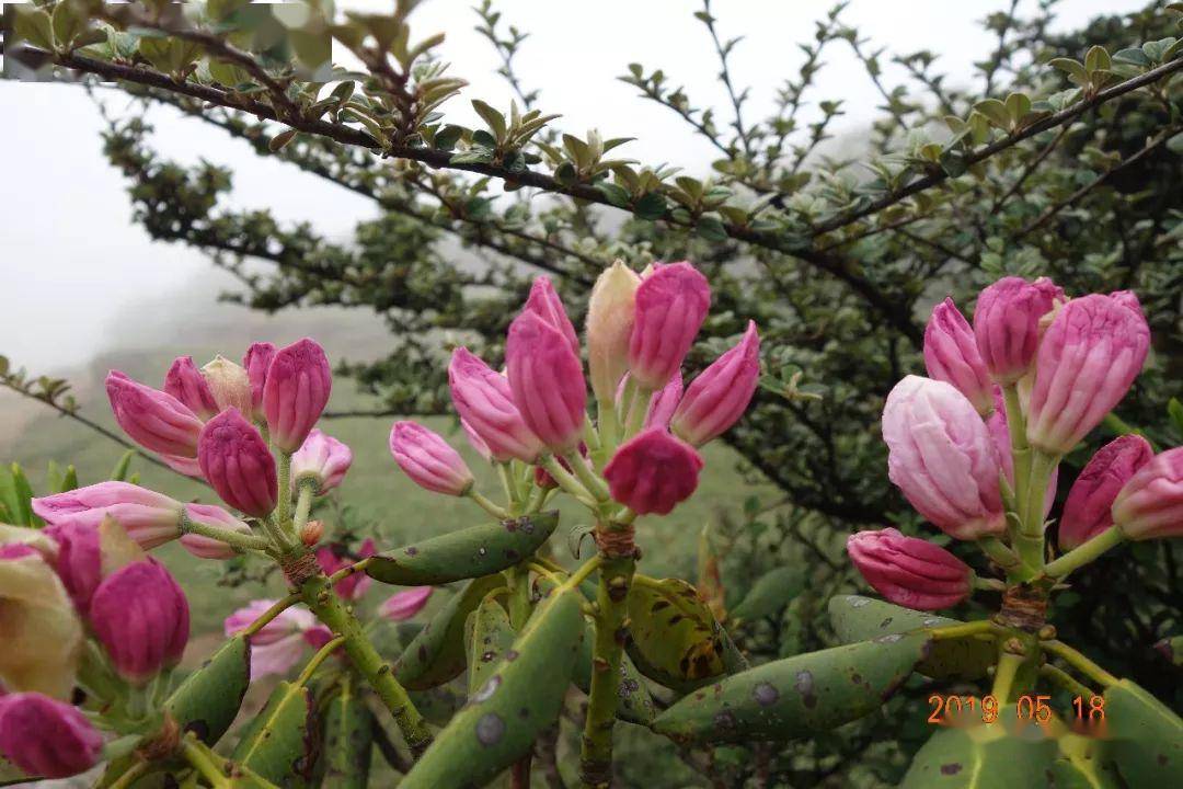 67昭通宁边万亩木耳花即将绽放.