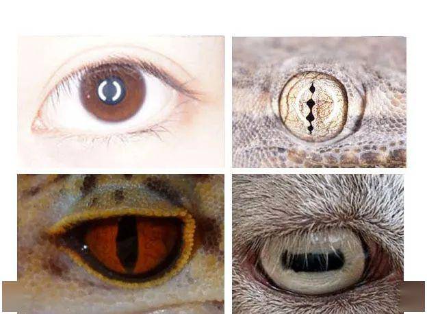 被人称之为 "恶魔之瞳"瞳孔垂直,酷似恶魔的眼睛它的虹膜为红色而有一