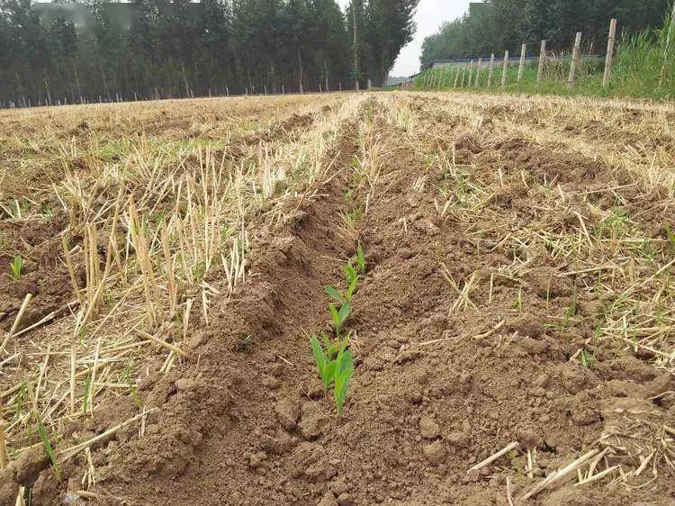 玉米播种后出苗不全咋回事怎么办