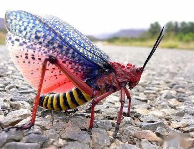 非洲有一种颜色鲜艳蝗虫,看颜色就不好惹,靠吃有毒植物产生毒液
