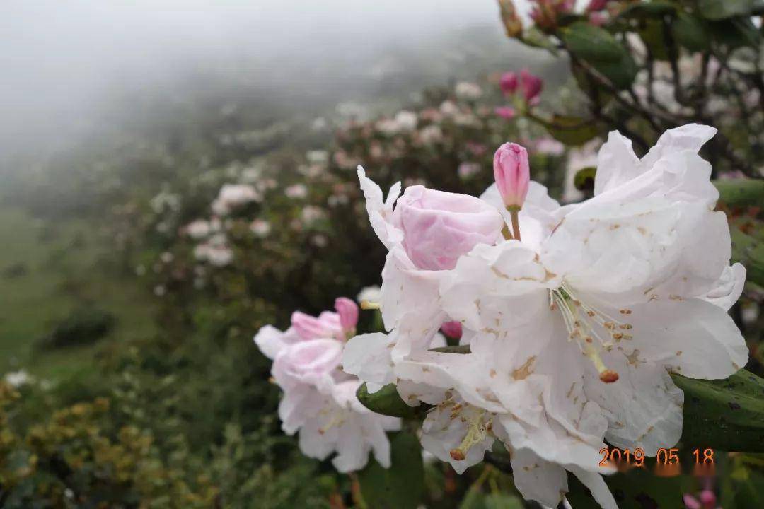 67昭通宁边万亩木耳花即将绽放