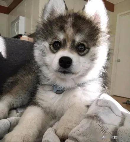 哈士奇遇上乖巧的博美,结果生下了高颜值的哈士美,萌爆了