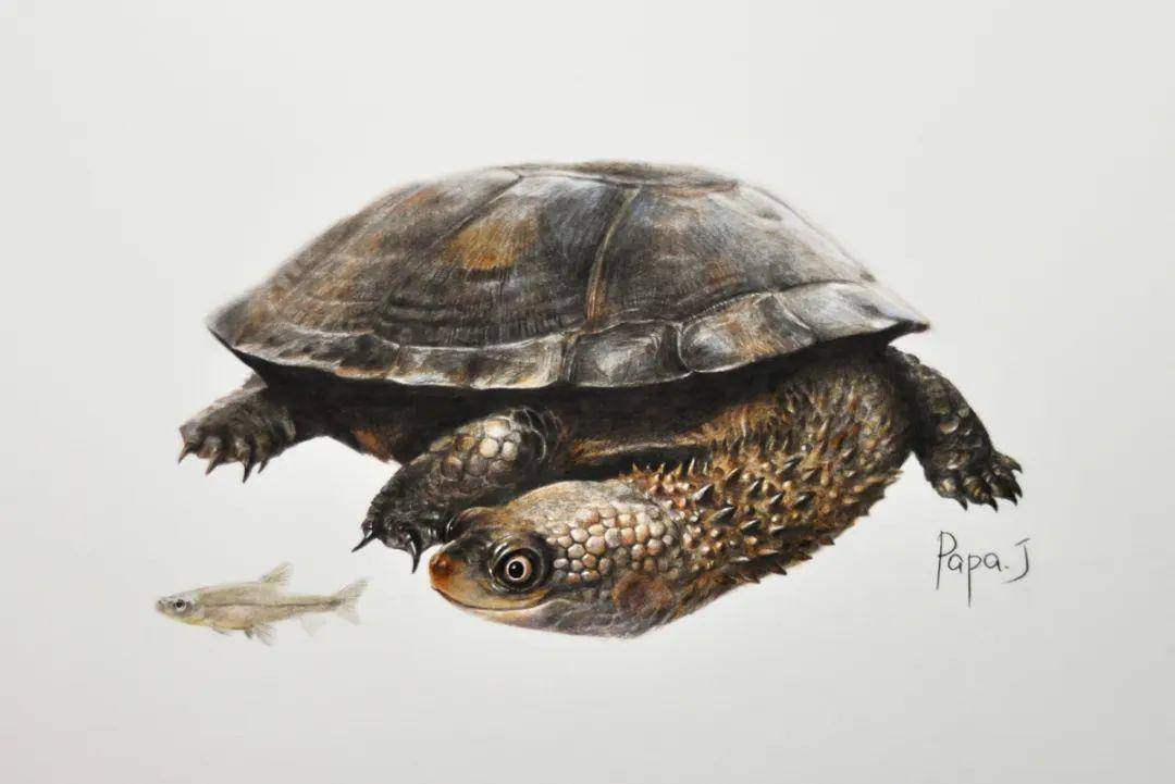 龟画竞猜 | (下篇)公布答案及中奖名单