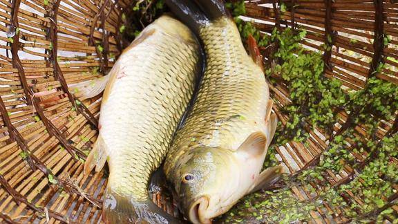 没有任何污染的稻花鱼农村小伙立马搞上两条做出一道美味