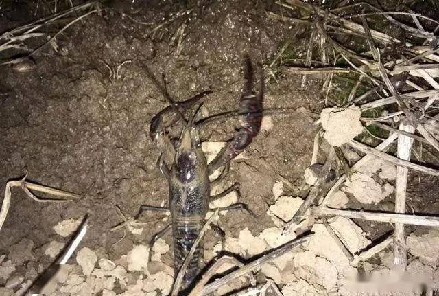 小龙虾养殖为什么要夜间巡塘晚上巡塘你会有意想不到的收获