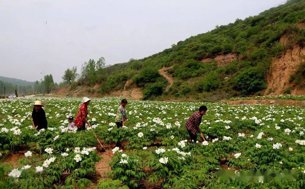 山水环绕樊村河乡村振兴mv67花开的时候我在这里等你