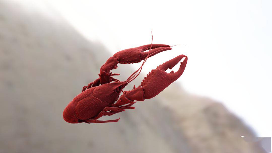 一只小龙虾有多少肉给它做个ct找答案