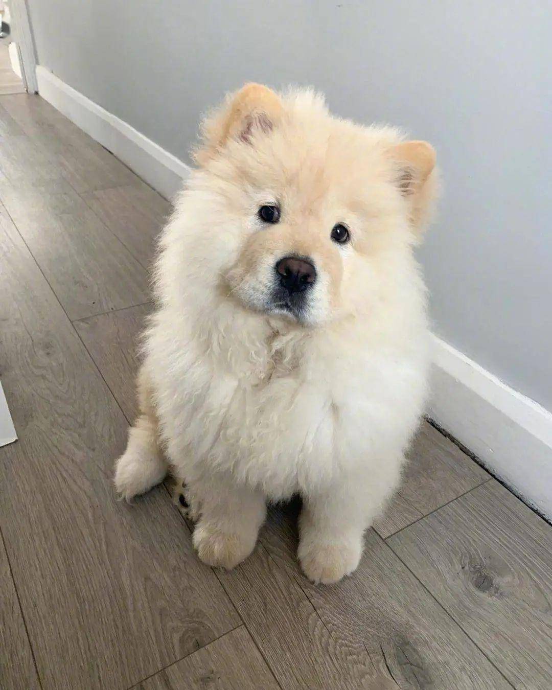 "狗子喝奶茶,吨吨吨吨吨"_手机搜狐网