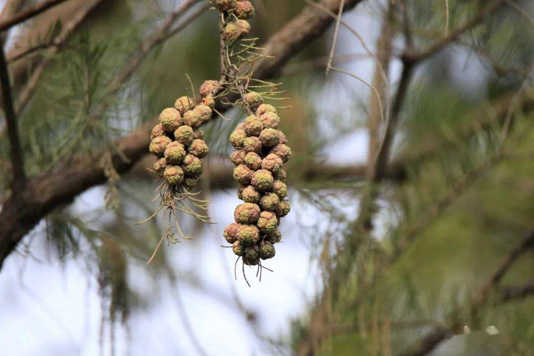 《荆州明月公园观鸟》来年遍地池杉苗