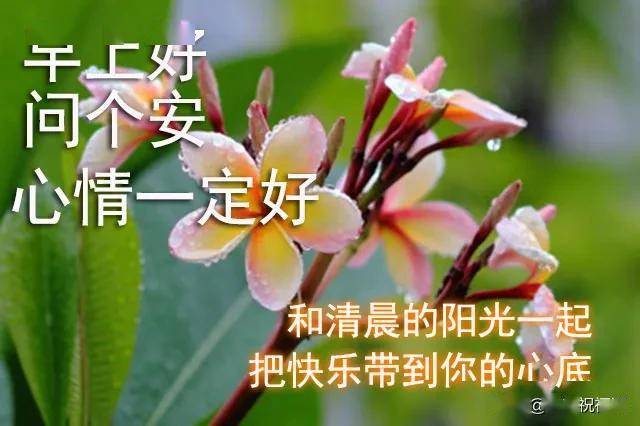 早上好暖心問候,漂亮圖片鮮花帶字 早安祝福語美圖