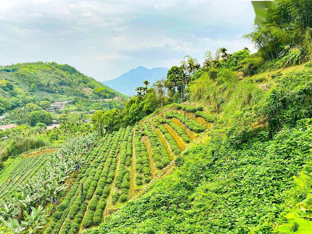 众筹丨正宗台湾冻顶乌龙第六代传人林当山亲制来自1841年的老味道