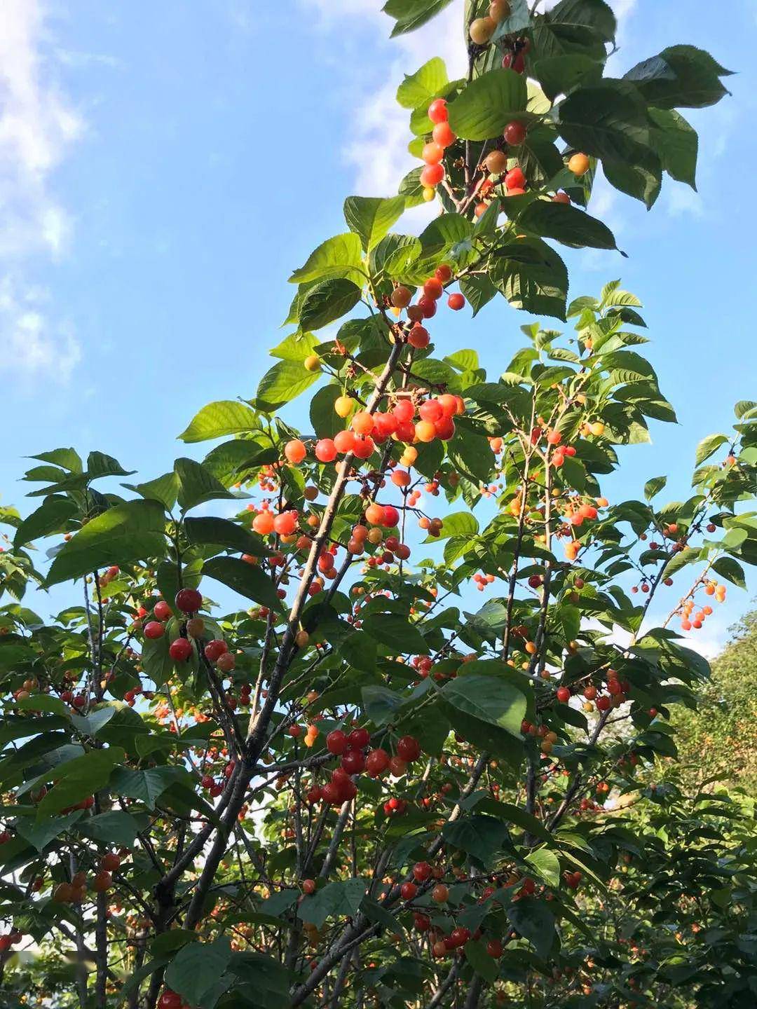 果园采摘会场赶海青岛中旅邀您共赴甜蜜盛宴