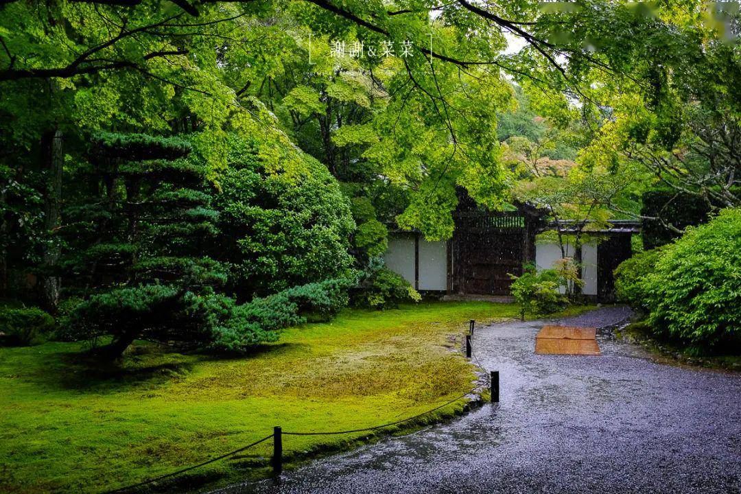 京都最难约的寺庙夏天的第一抹绿西芳寺