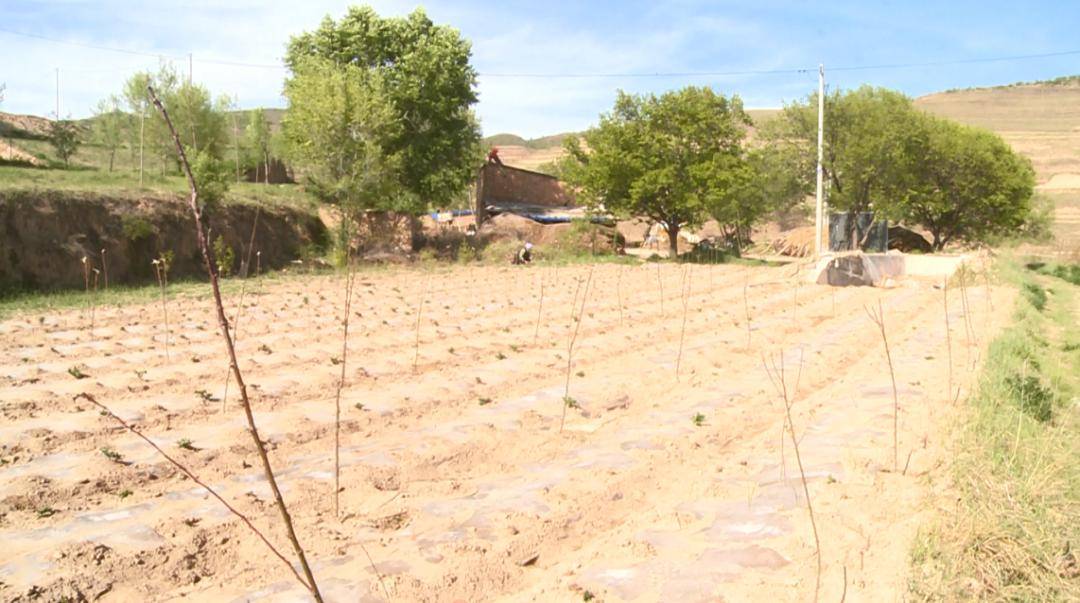 兴平乡让林草产业落地生根结出致富果实