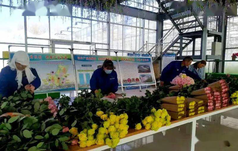 南谷新村2019年新建花卉产业基地,试种"爱莎"等10多种新品种玫瑰