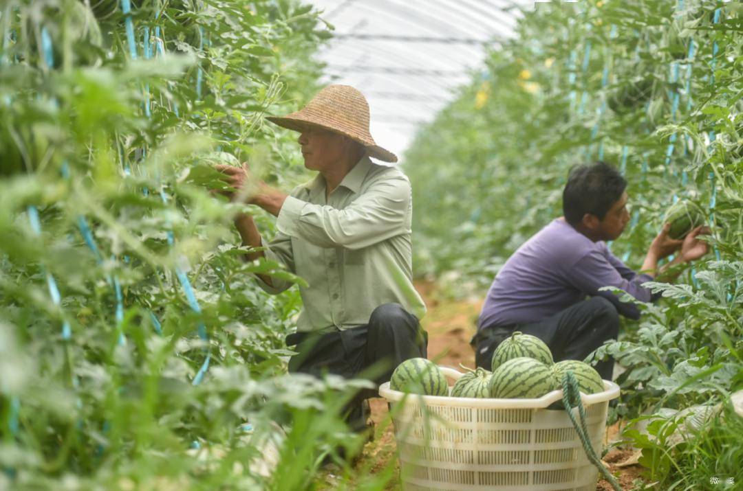 探秘江寧橫溪西瓜清涼甜蜜過一夏