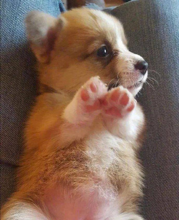 你家狗的脚底板板是什么味道的?玉米片?爆米花?