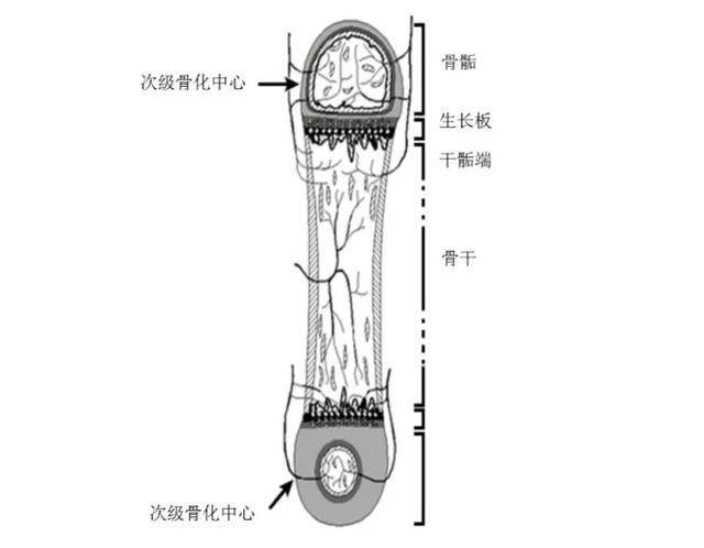 长骨的结构 来自搜狐网