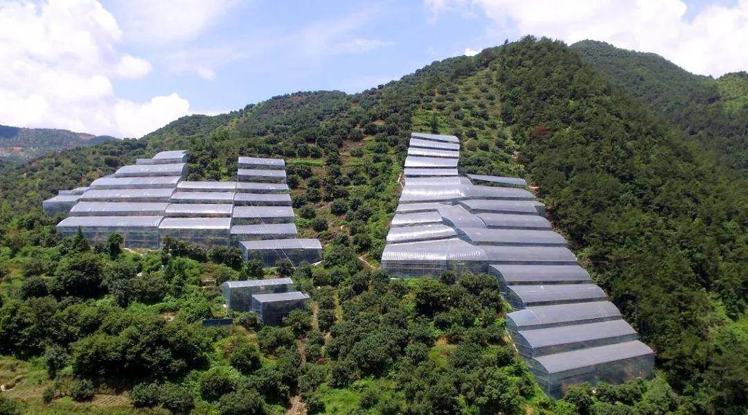 抢"鲜"吃!青田大棚杨梅开摘啦!