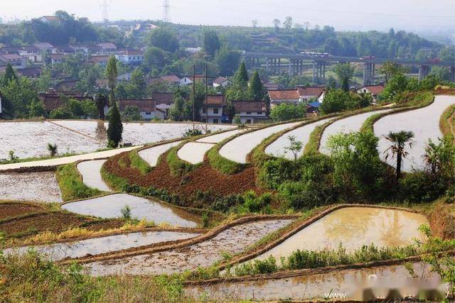 汉中杨家湾梯田美如画