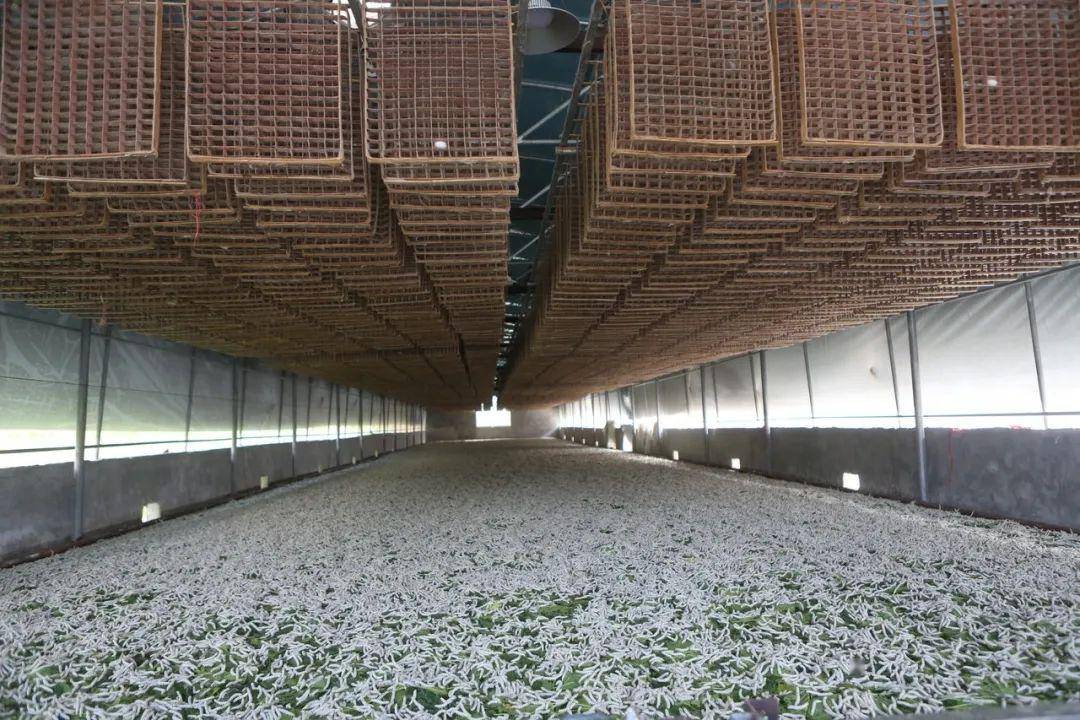 拉平村桑蚕基地蚕房