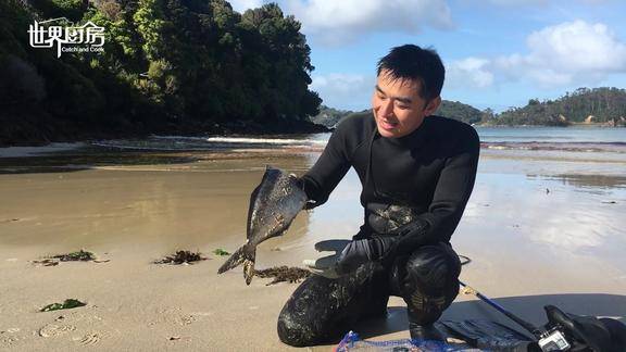 新西蘭海藻森林潛水叉到大魚他們竟然用微波爐來做廣式清蒸