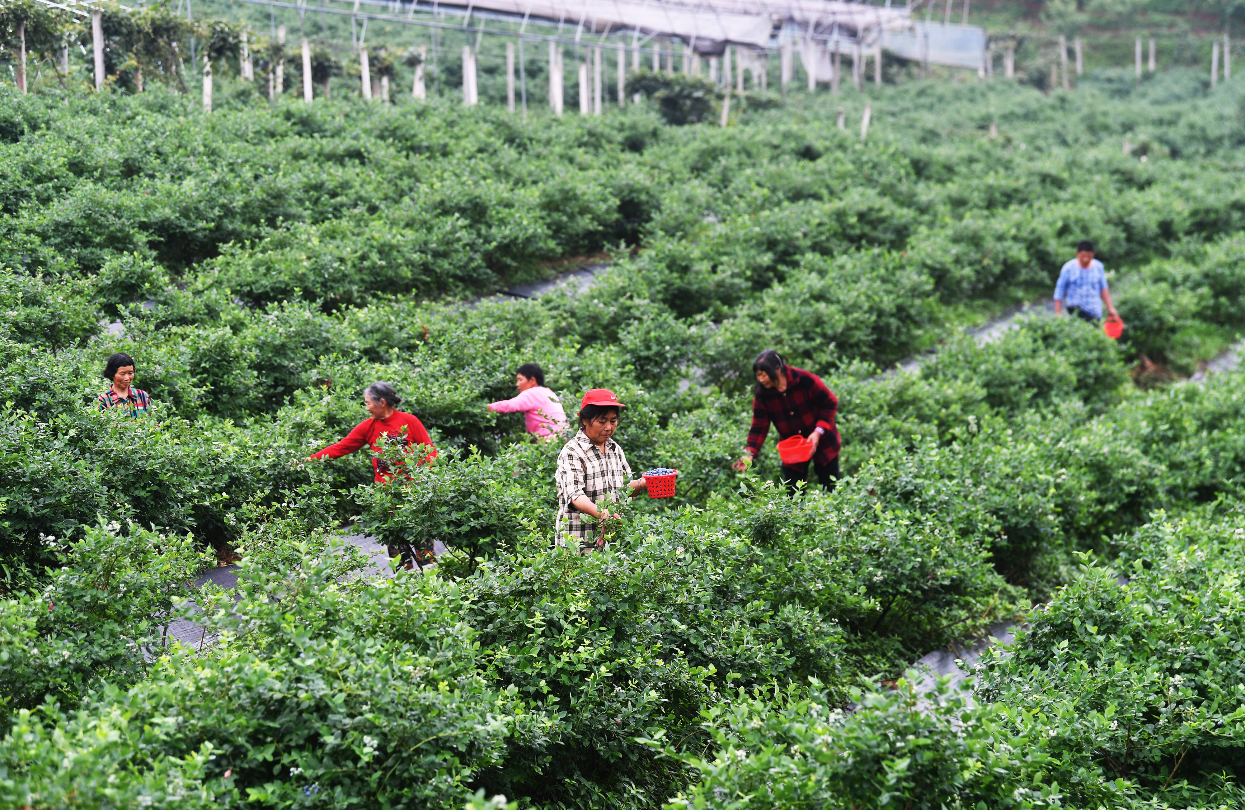 5月21日,村民在茨竹镇大面坡村蓝桂香园蓝莓基地展示刚采摘的蓝莓